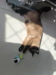 PetGravity Turbo Tail 2.0 remote control cat toy 03
