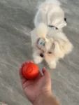 PetGravity Smart Bouncing Ball 03