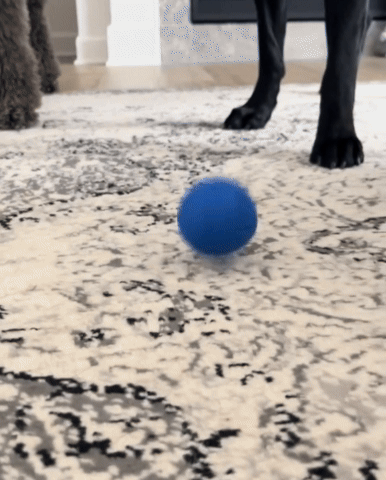 moving dog ball
