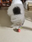petgravity speedy sprint ball 01