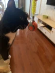 speedy sprint ball 02