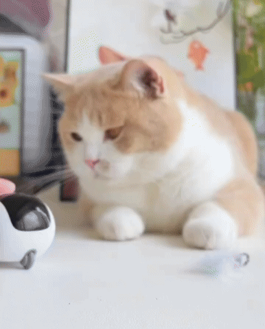 turbo tail 2.0 remote control cat toy 04