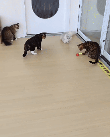 speedy tail 2.0 cat toy 1