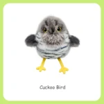 Cuckoo Bird cat toy
