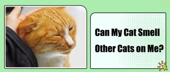 Can My Cat Smell Other Cats on Me?