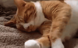 Why Do Cats Stretch Before Greeting You?