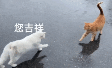 Why Do Cats Stretch Before Greeting You?