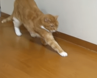 Why Do Cats Stretch Before Greeting You?