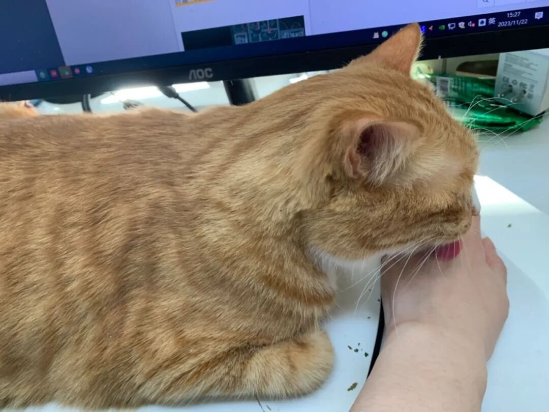 Why Do Cats Lick Me? Is It Because They Love Me That Much?