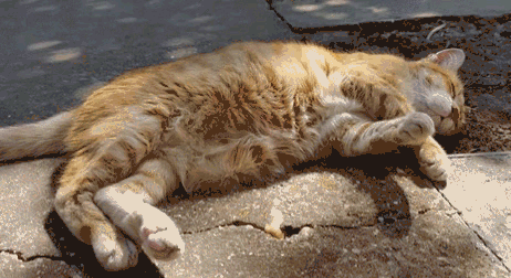 Why Do Cats Stretch Before Greeting You?