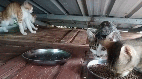 Why Do Cats Stretch Before Greeting You?