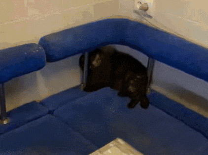 Can My Cat Smell Other Cats on Me?