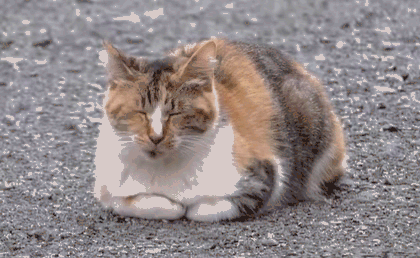 Why Do Cats Stretch Before Greeting You?