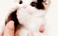 Why Do Cats Lick Me? Is It Because They Love Me That Much?