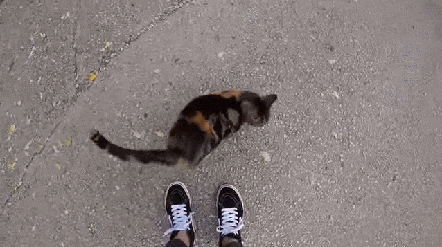 Can My Cat Smell Other Cats on Me?