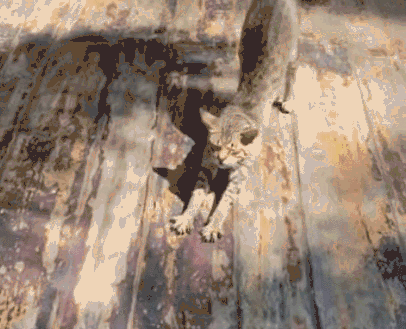 Why Do Cats Stretch Before Greeting You?