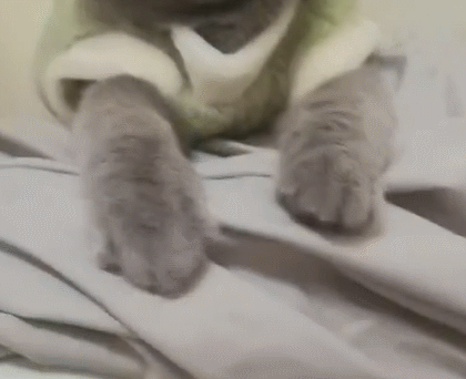 Why Do Cats Stretch Before Greeting You?