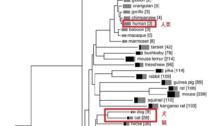 Can My Cat Smell Other Cats on Me?