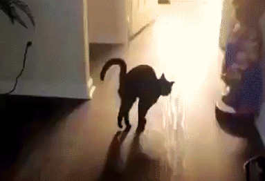 Why Do Cats Stretch Before Greeting You?