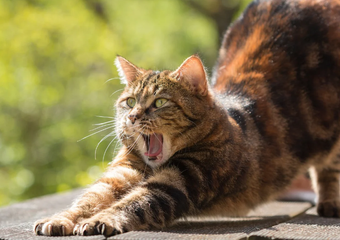 Why Do Cats Stretch Before Greeting You?