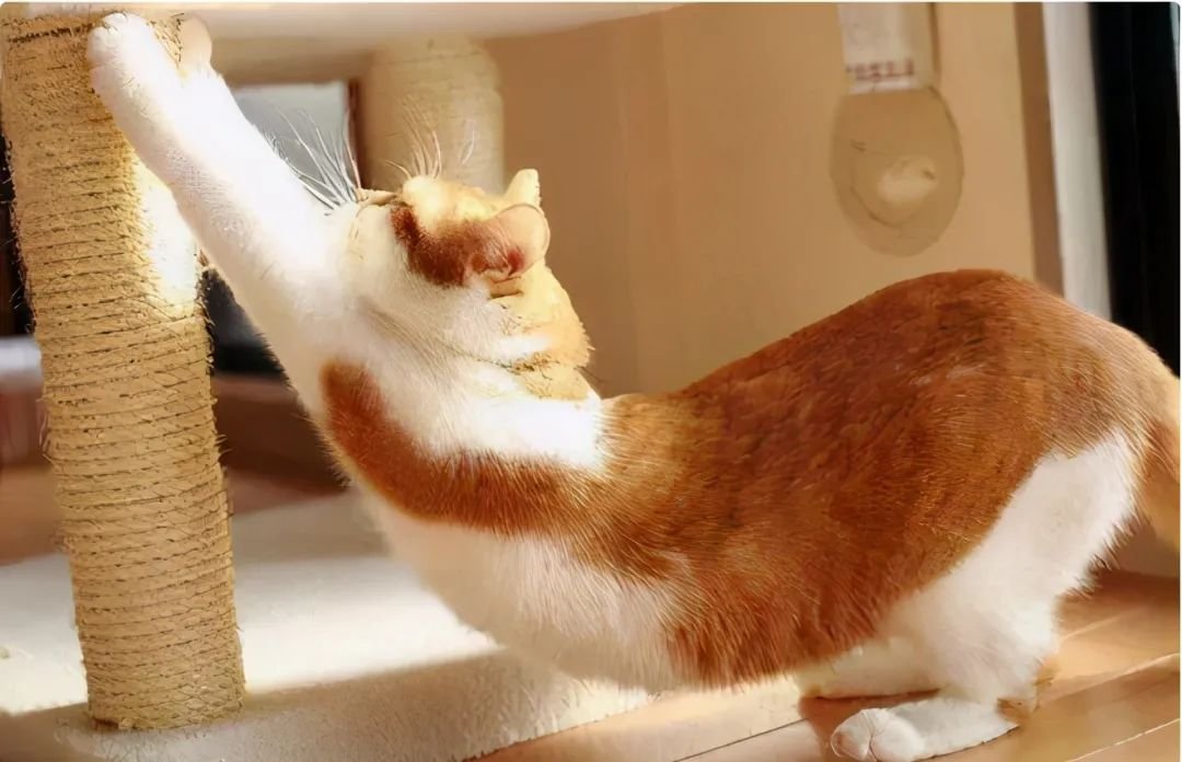 Why Do Cats Stretch Before Greeting You?