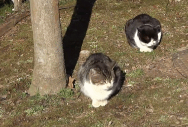 Why Do Cats Stretch Before Greeting You?