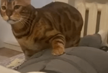 Can My Cat Smell Other Cats on Me?