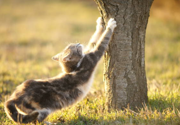 Why Do Cats Stretch Before Greeting You?