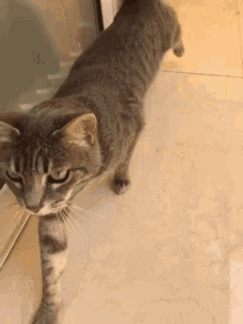 Why Do Cats Stretch Before Greeting You?