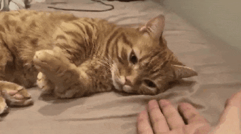 Why Do Cats Stretch Before Greeting You?