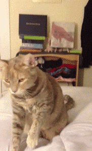 Why Do Cats Stretch Before Greeting You?