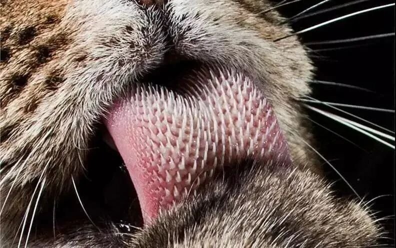 Why Do Cats Lick Me? Is It Because They Love Me That Much?