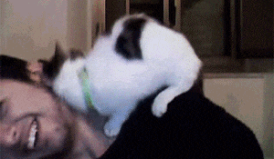 Can My Cat Smell Other Cats on Me?