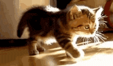 Why Do Cats Stretch Before Greeting You?