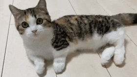 Why Do Cats Stretch Before Greeting You?