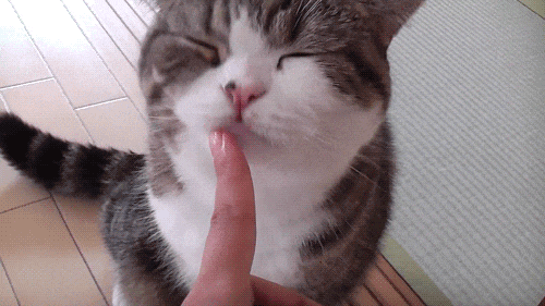 Why Do Cats Lick Me? Is It Because They Love Me That Much?