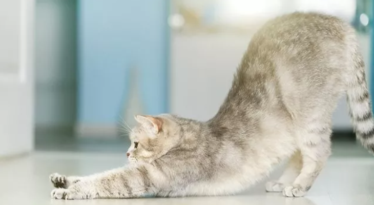 Why Do Cats Stretch Before Greeting You?