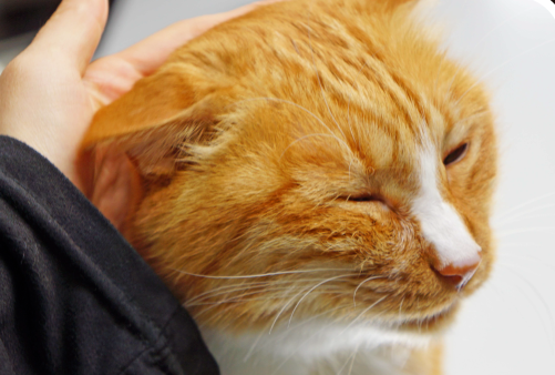 Can My Cat Smell Other Cats on Me?